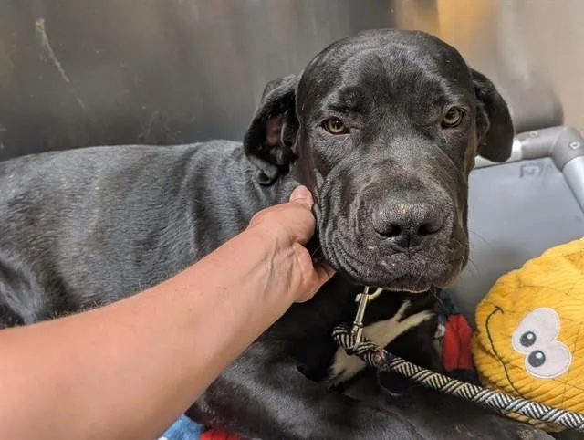 A young large-sized male Mastiff dog named Chicken Of The Sea for adoption in Denver, CO