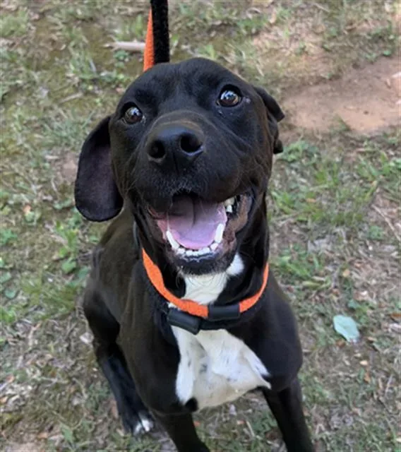 A young small-sized male Labrador Retriever dog named Moses for adoption in Newton, NC