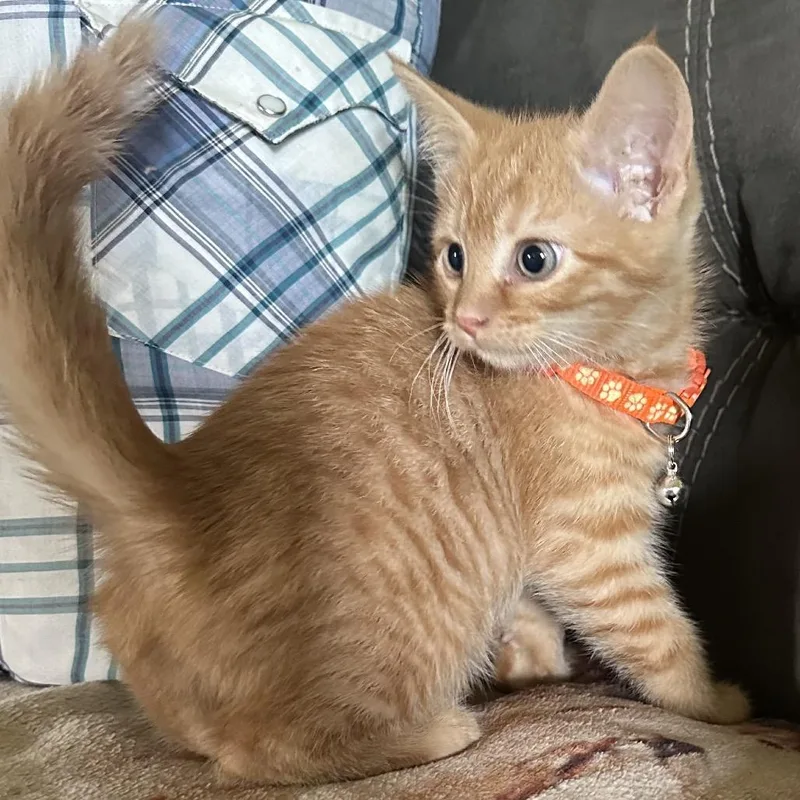 A baby small-sized male Orange / Red Domestic Medium Hair cat named Ralphie for adoption in Lancaster, OH