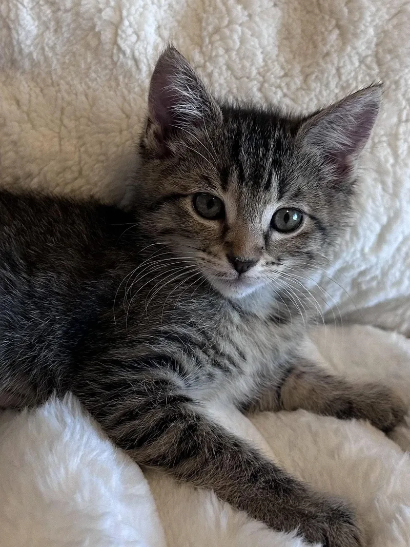 A baby medium-sized female Tabby cat named Lainey for adoption in Napa, CA
