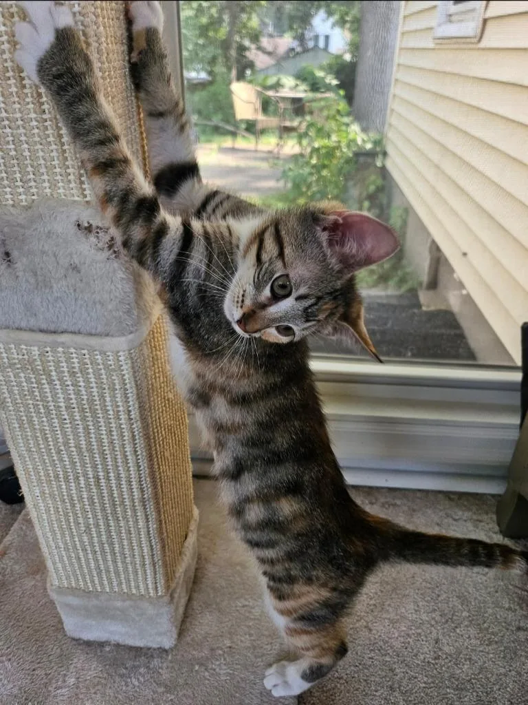 A baby small-sized female Domestic Short Hair cat named Rosie Ruth for adoption in Minneapolis, MN