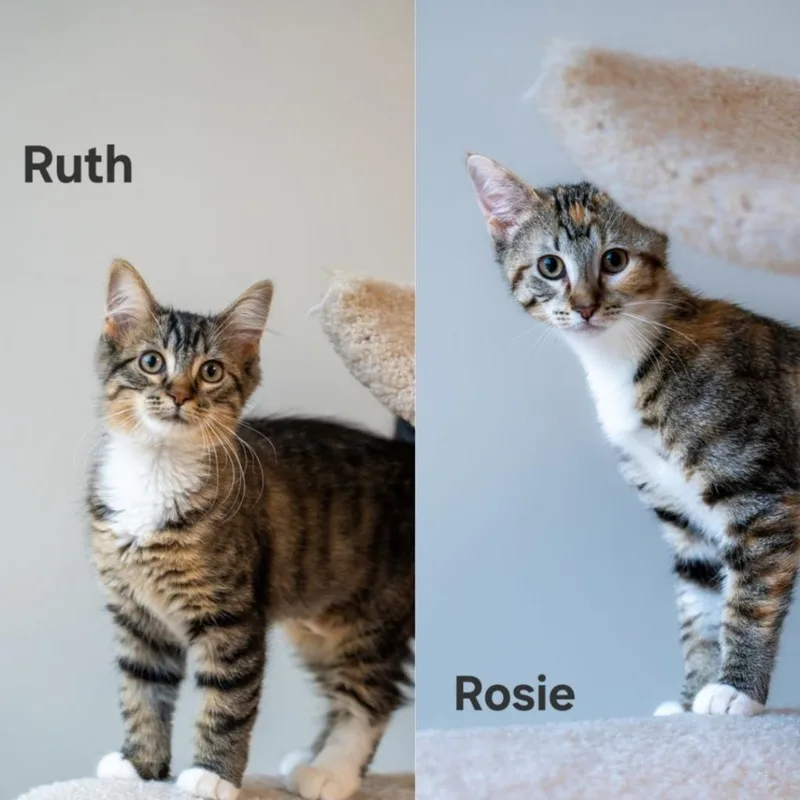 Rosie  Ruth thumbnail 2