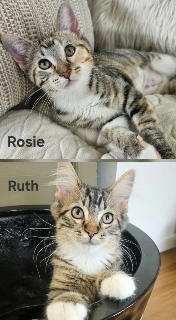 Rosie  Ruth thumbnail 6