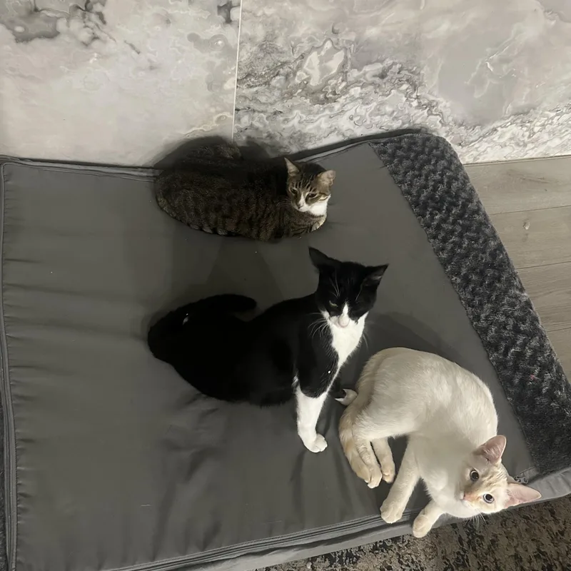 Pasquale & White Fella thumbnail 3