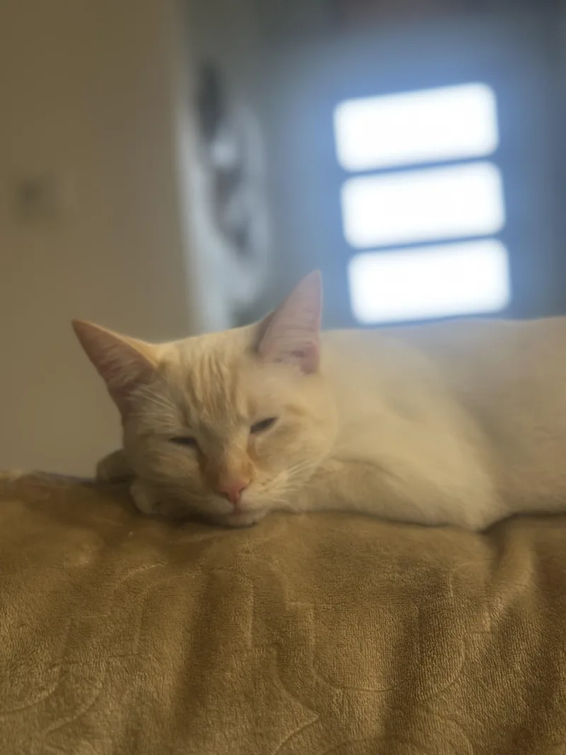 Pasquale & White Fella thumbnail 4