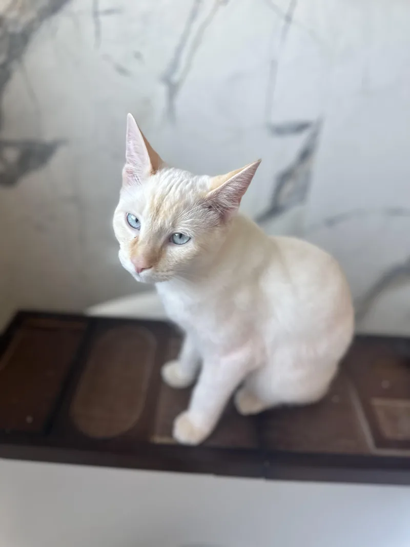 Pasquale & White Fella thumbnail 5