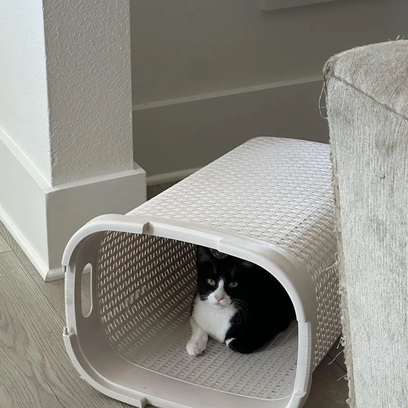 Pasquale & White Fella thumbnail 6