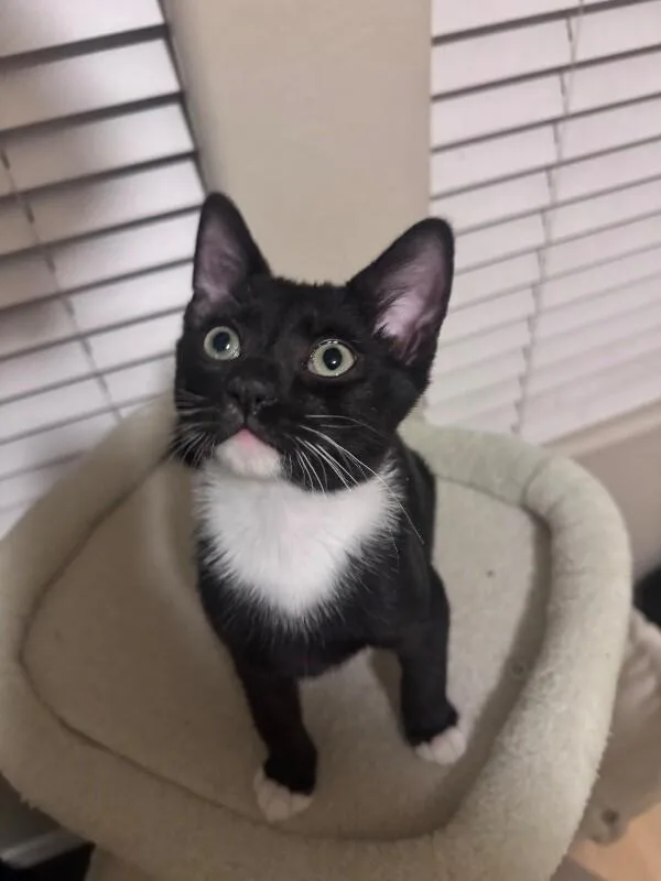 A baby small-sized male White Tuxedo cat named Finnigan Lucky Charms for adoption in Anthem, AZ