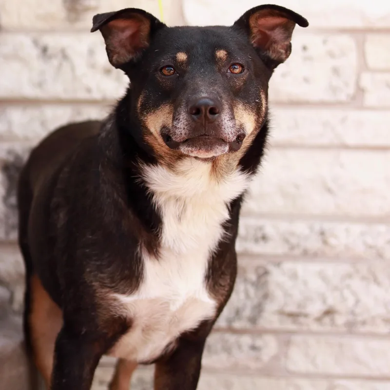 An adult medium-sized male Tricolor (Brown, Black, & White) Cattle Dog dog named Andy for adoption in Bryan, TX