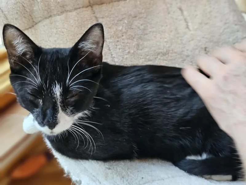 A baby medium-sized female Black & White / Tuxedo Domestic Short Hair cat named Macaroon for adoption in Houston, TX