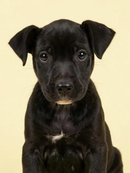A young medium-sized female Terrier dog named Bellamy for adoption in Gulfport, MS
