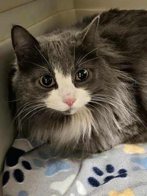 An adult medium-sized female Gray / Blue / Silver Domestic Long Hair cat named Alice for adoption in Clyde, NC
