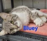 A young small-sized female Gray & White Domestic Short Hair cat named Bluey for adoption in Moline, IL