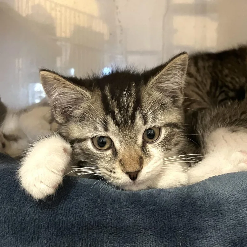 A baby small-sized male Brown / Chocolate Domestic Short Hair cat named Pufferfish for adoption in Washington Township, OH