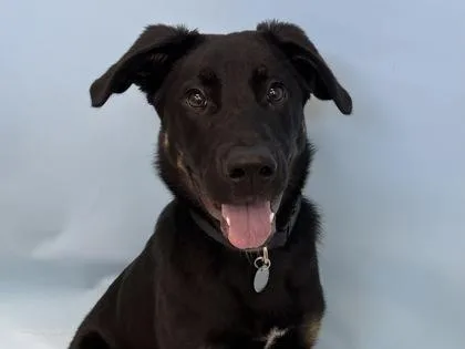 A young large-sized male German Shepherd Dog dog named Buddy for adoption in Woodbury, MN