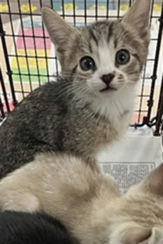 A baby small-sized male Domestic Medium Hair cat named Maxi for adoption in Van Nuys, CA