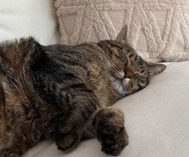 An adult medium-sized male Maine Coon cat named Taz Courtesy Listing for adoption in Absecon, NJ