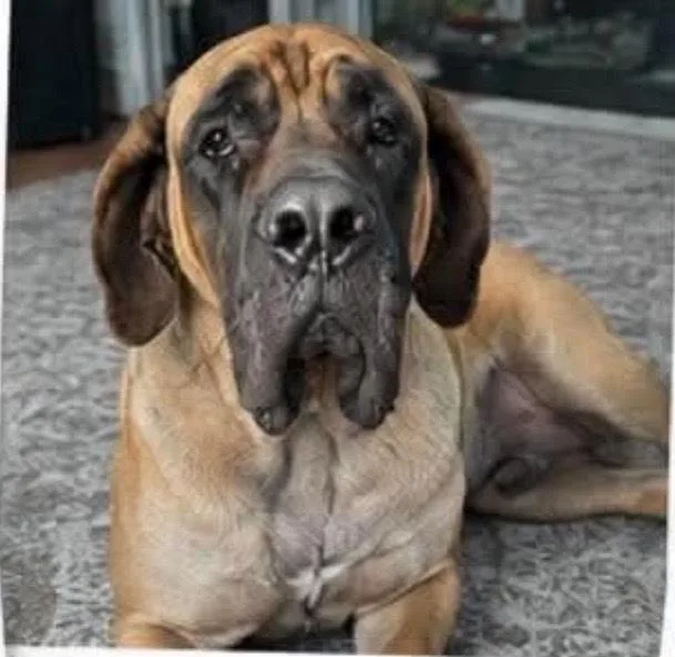 An adult large-sized female Brown / Chocolate Mastiff dog named Madeline for adoption in Alden, NY