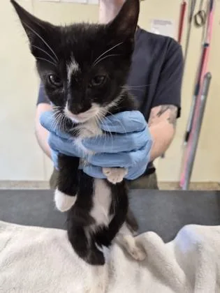 A young small-sized male Domestic Short Hair cat named Polar Bear for adoption in Clarks Summit, PA