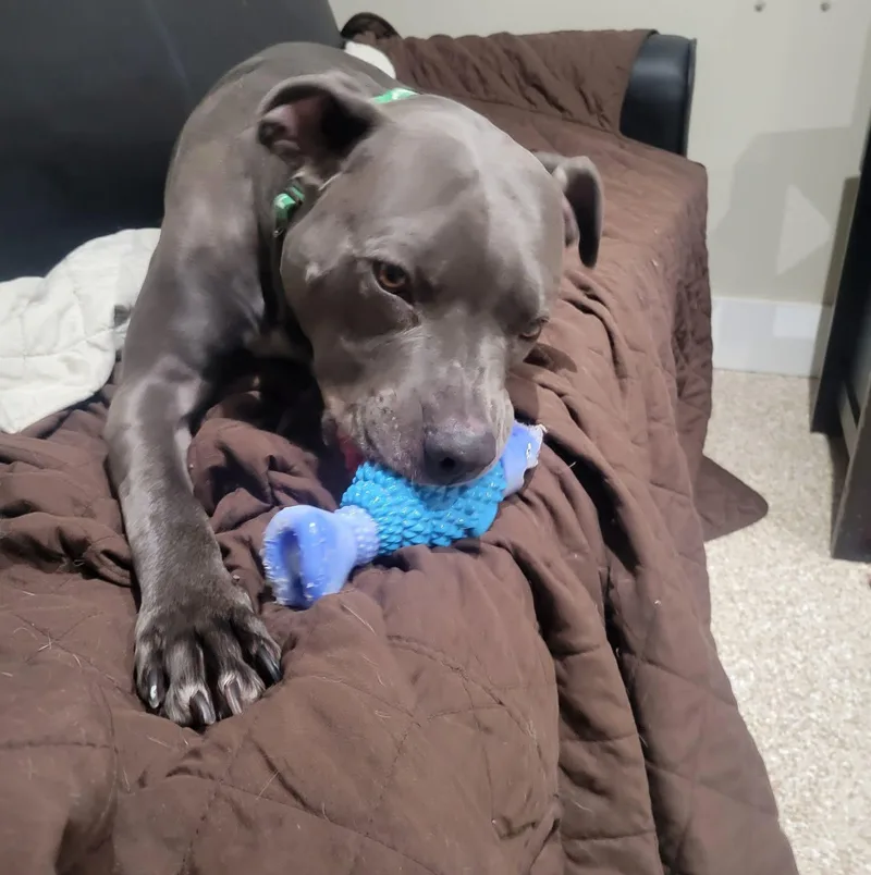 An adult large-sized male Gray / Blue / Silver Pit Bull Terrier dog named Bear for adoption in Dillsburg, PA