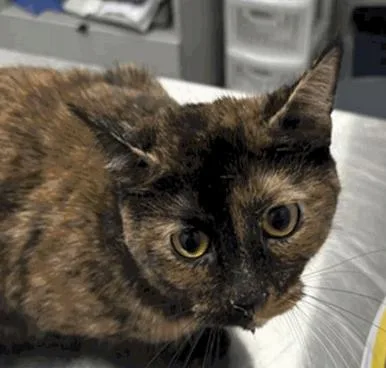 An adult medium-sized female Tortoiseshell Domestic Short Hair cat named Bean for adoption in Cincinnati, OH