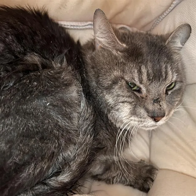 An adult small-sized male Domestic Short Hair cat named Zorro for adoption in Methuen, MA