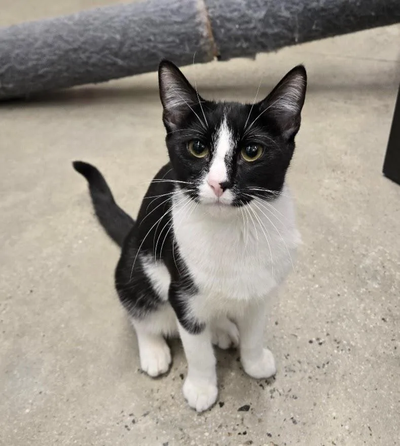 A young medium-sized male Black Domestic Short Hair cat named Mcallister for adoption in New Rochelle, NY