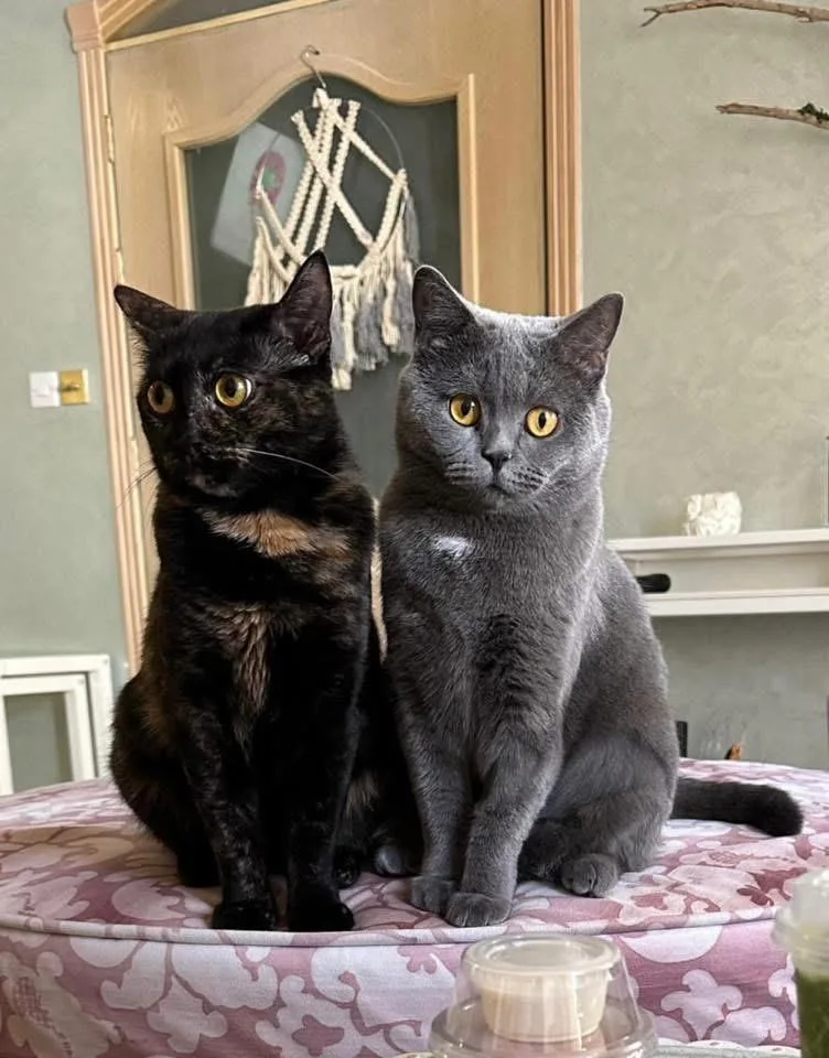 Precious thumbnail 2