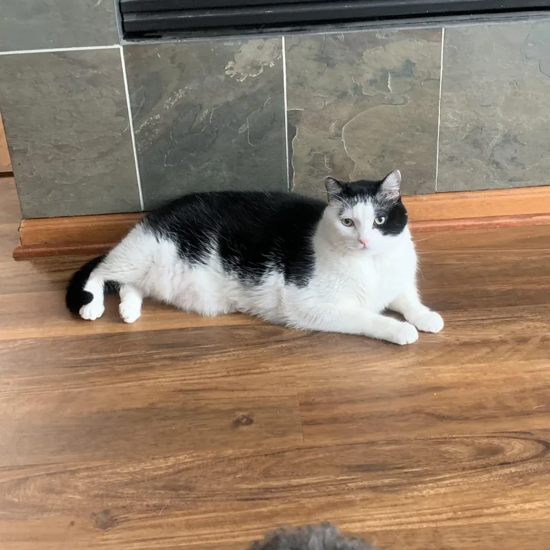 An adult large-sized male Black & White / Tuxedo Domestic Short Hair cat named Tux for adoption in Farmington, MN