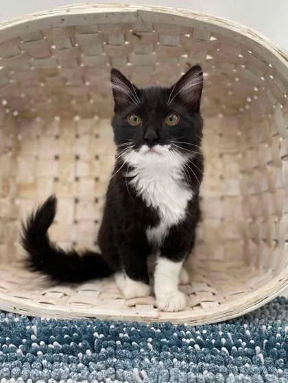 A baby small-sized male Black & White / Tuxedo Siberian cat named Bug is a round for adoption in Bedford Hills, NY