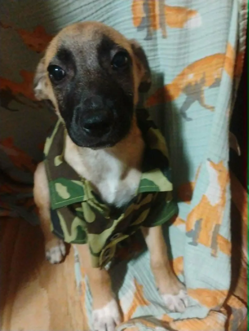 A baby medium-sized male Bicolor Shepherd dog named Rooster for adoption in Paramus, NJ
