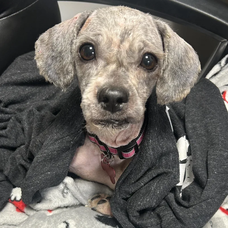 An adult small-sized female Gray / Blue / Silver Shih Tzu dog named Bunny for adoption in Detroit, MI