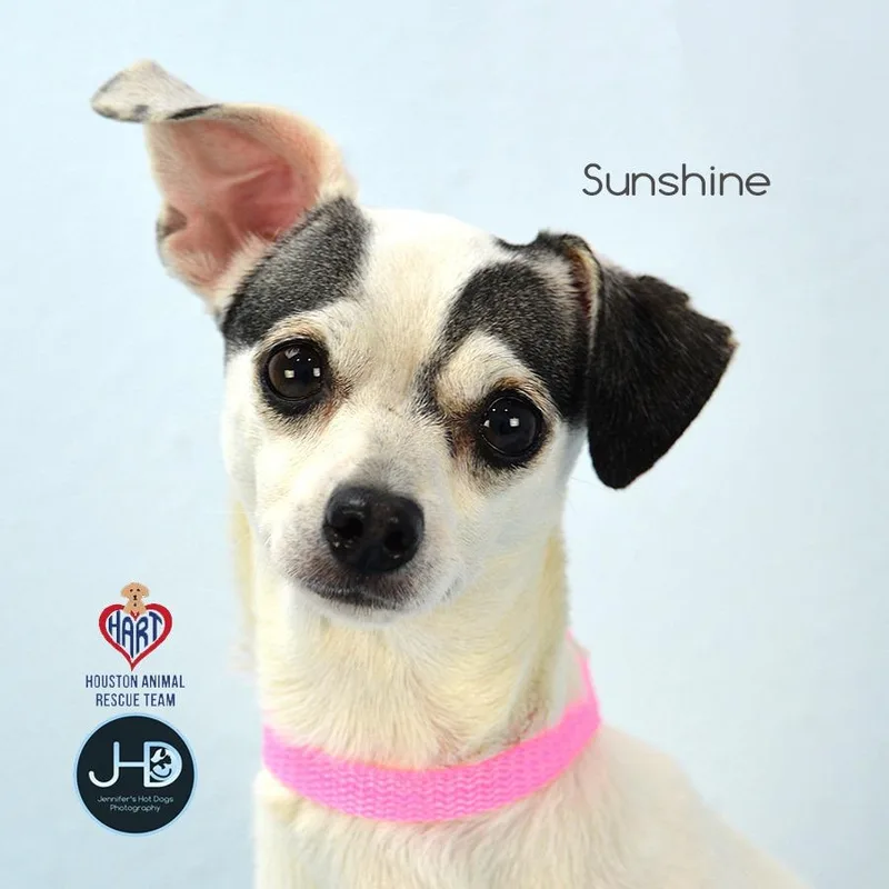 A young small-sized female Chihuahua dog named Sunshine for adoption in Hockley, TX