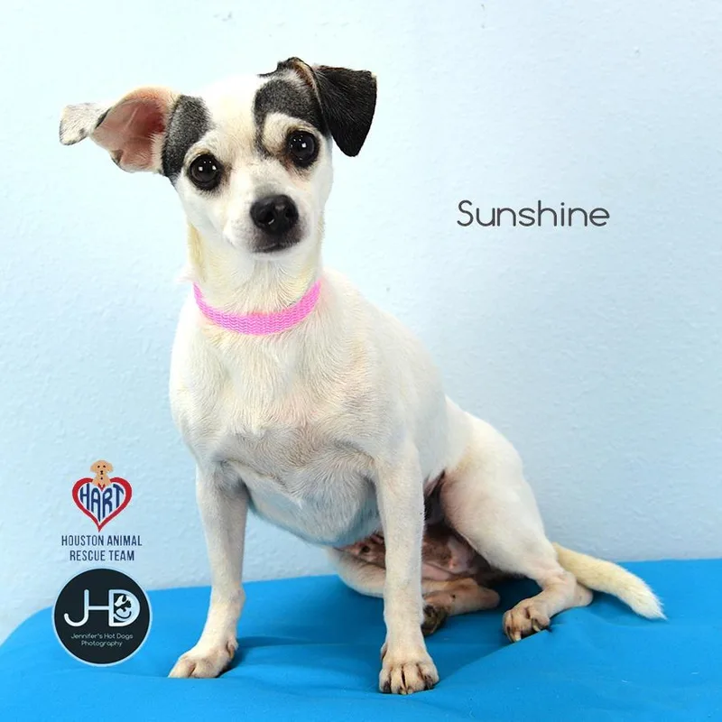 Sunshine thumbnail 2