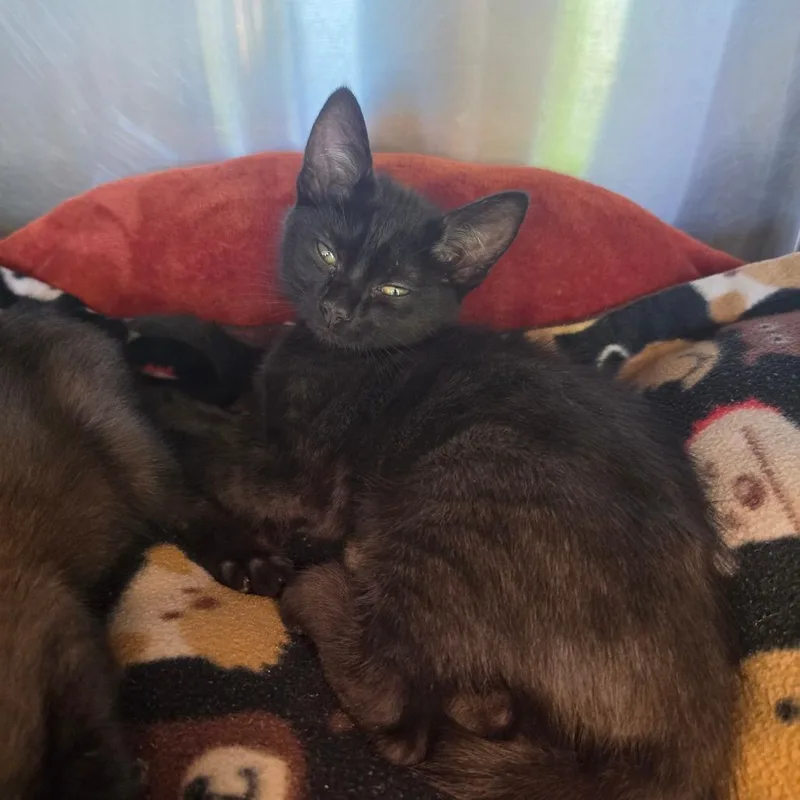 A baby small-sized male Black Domestic Short Hair cat named Boris for adoption in Asheville, NC