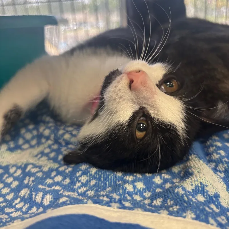A baby small-sized female Black Domestic Short Hair cat named Alfreda for adoption in Lakeland, FL