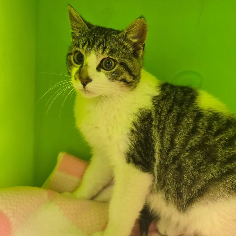 A baby medium-sized male Brown / Chocolate Domestic Short Hair cat named Titan for adoption in Waukesha, WI