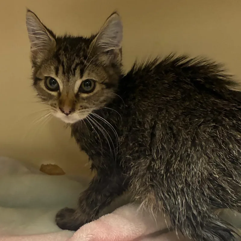 A baby small-sized male Brown / Chocolate Domestic Short Hair cat named Rigby for adoption in Yuma, AZ