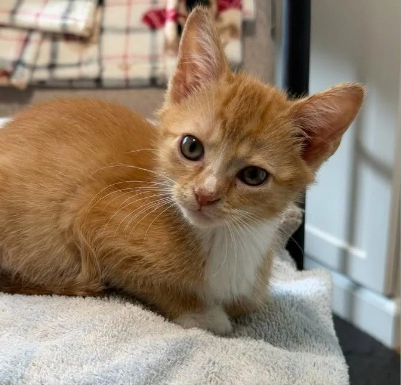 A young medium-sized female Tabby (Orange / Red) Tabby cat named Daisy for adoption in Knoxville, TN