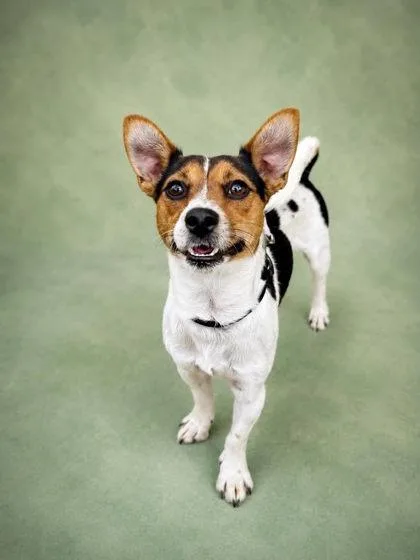 An adult small-sized male Mixed Breed dog named Jerry for adoption in West Chester, PA