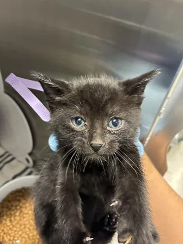 A baby small-sized female Domestic Medium Hair cat named Pistachio for adoption in San Martin, CA