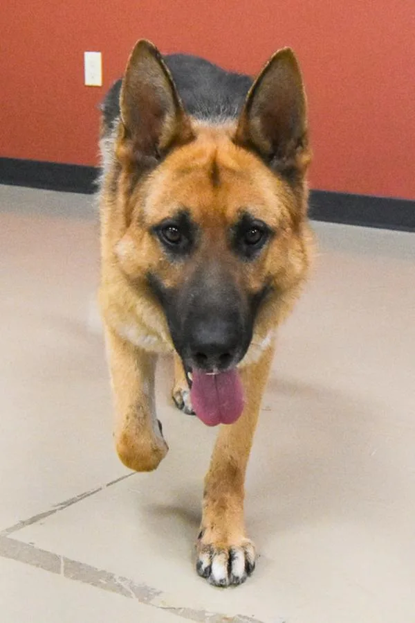An adult extra large-sized male German Shepherd Dog dog named Rocky for adoption in Des Moines, IA
