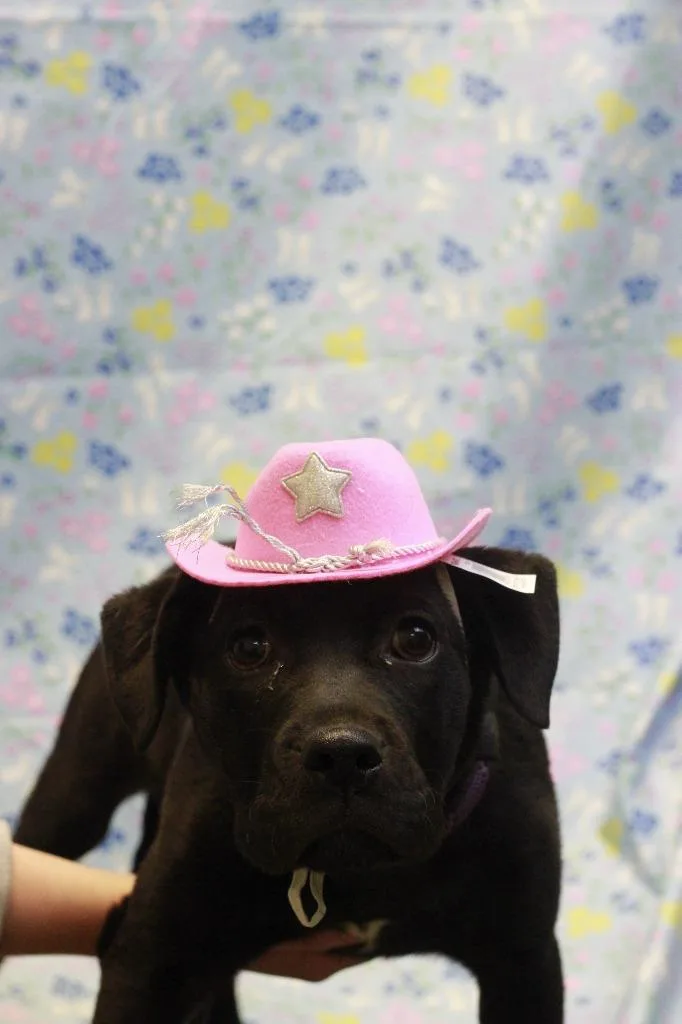 A baby small-sized female Mixed Breed dog named Palmer for adoption in Dyersburg, TN