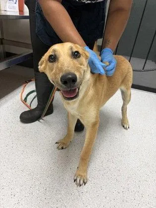 A baby medium-sized female Mixed Breed dog named Monrovia for adoption in Oakland, CA