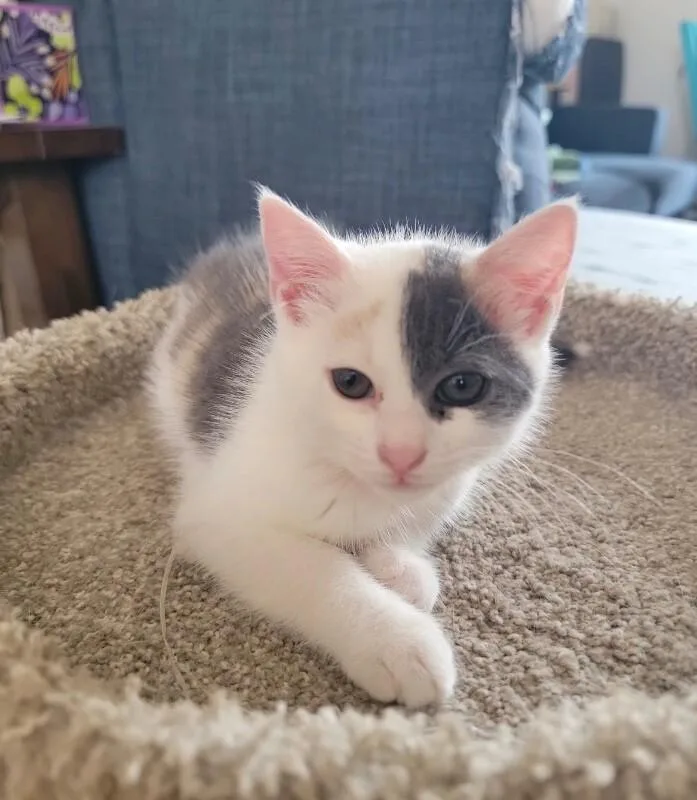 A young medium-sized female Calico Domestic Short Hair cat named Jeanette for adoption in North Babylon, NY