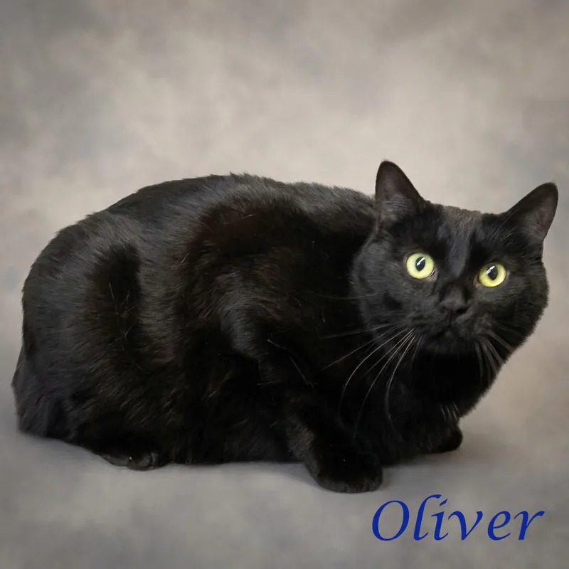 An adult large-sized male Domestic Short Hair cat named Oliver C for adoption in Lebanon, TN