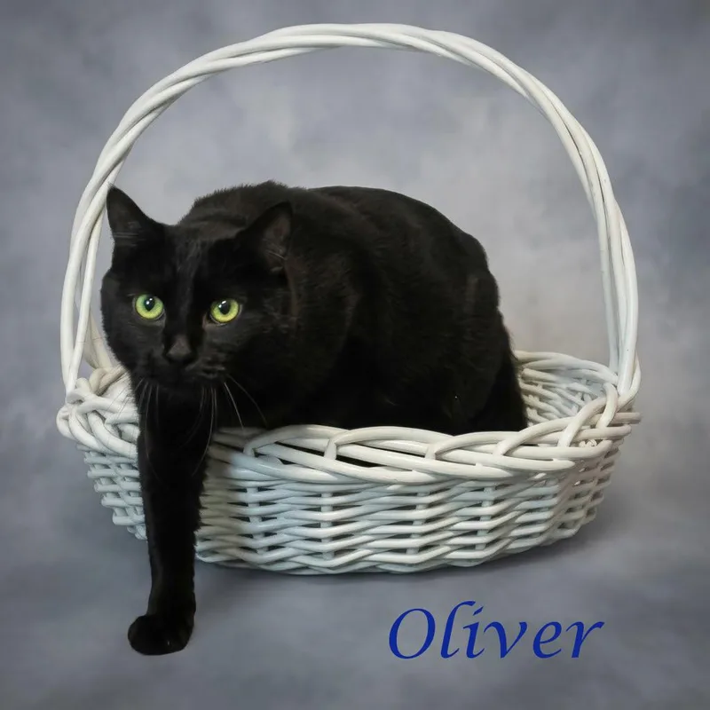Oliver C thumbnail 2