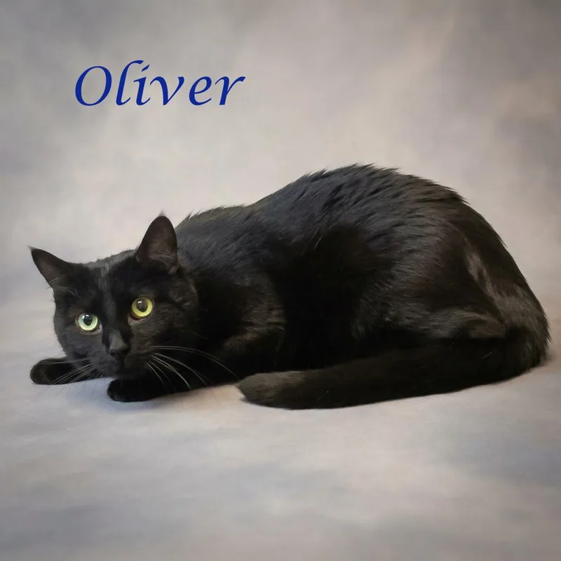 Oliver C thumbnail 3