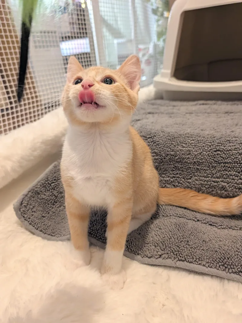 A baby medium-sized male Orange & White Domestic Short Hair cat named Garbanzo Bean for adoption in Beaverton, OR