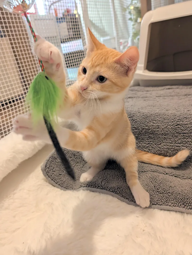 Garbanzo Bean thumbnail 3